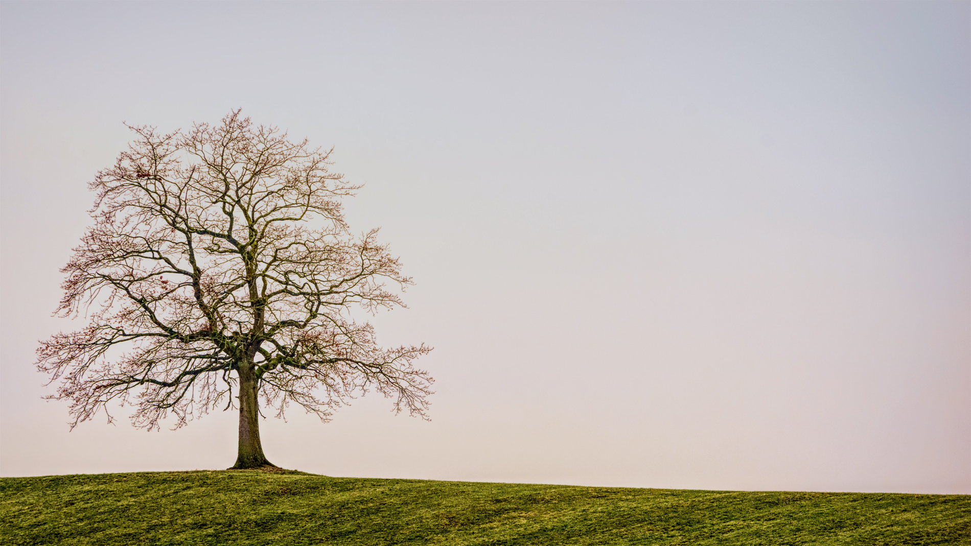 Beautiful Lonely Tree Background For PowerPoint PPT