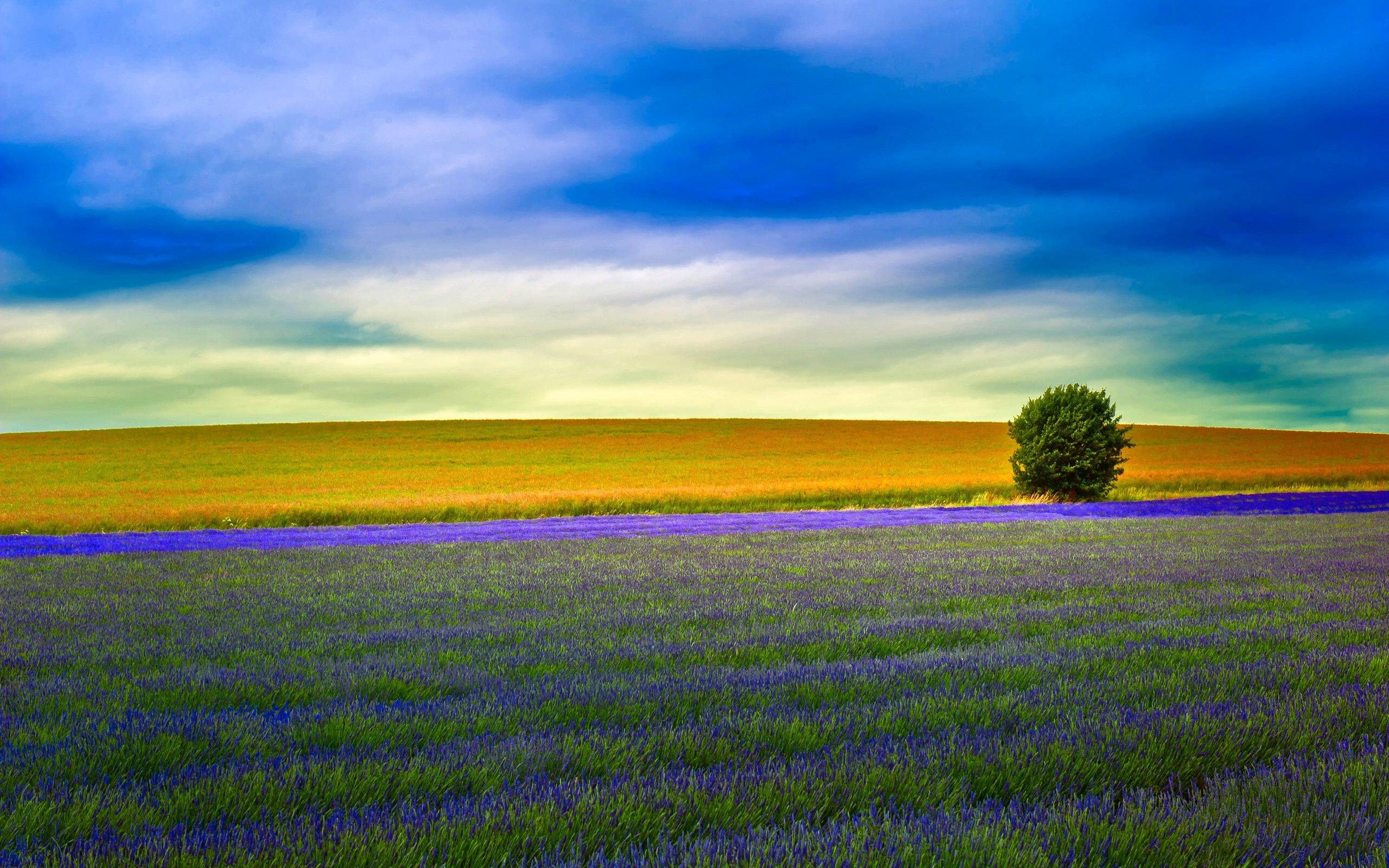 Lonely Tree HD Wallpaper and Background Image
