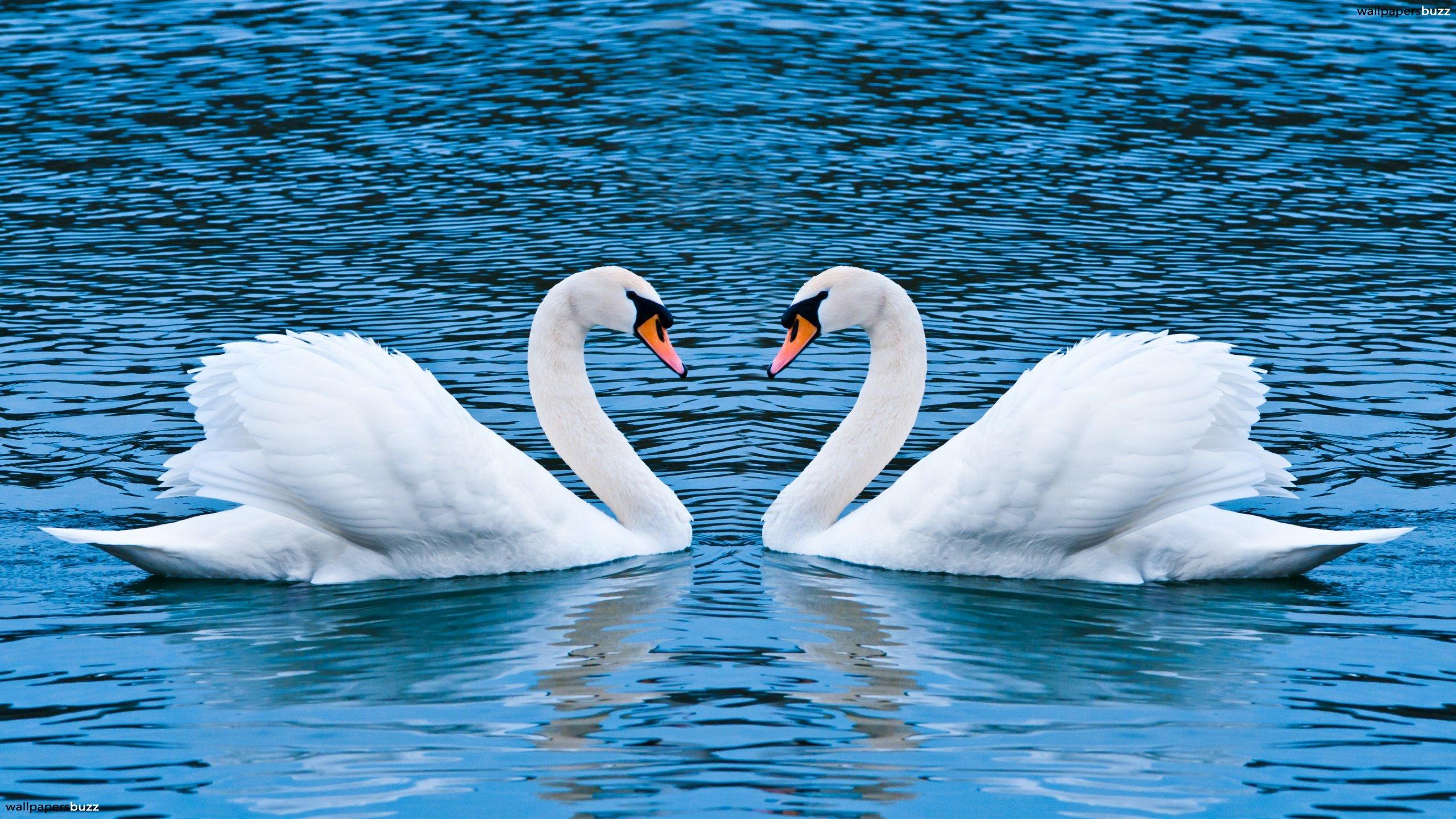 Two white swans in lake HD Wallpaper