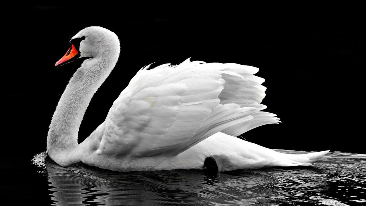 Wallpaper White Swan, Lake, 4K, Animals