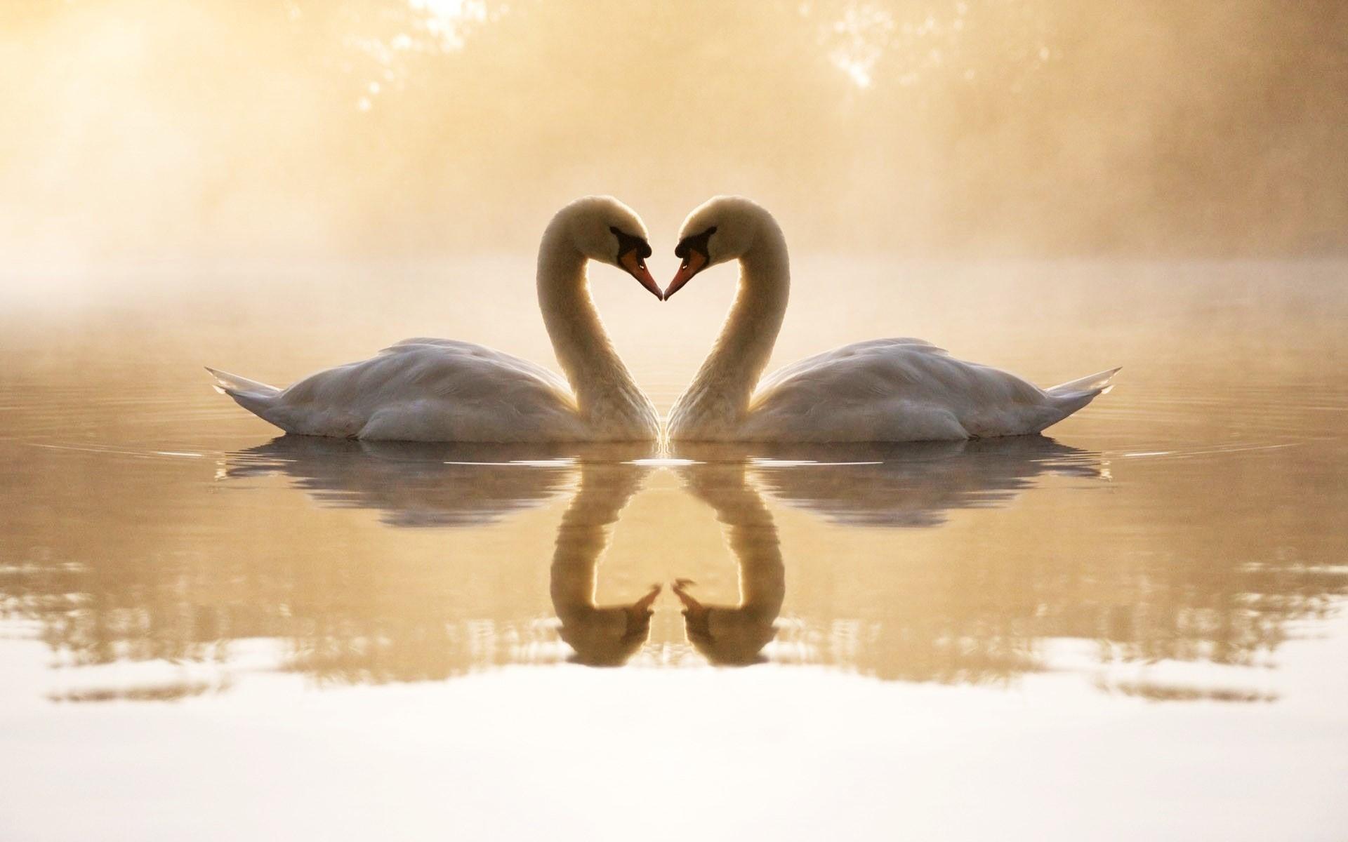 Two Cute Loving White Swans in Lake Wallpaper