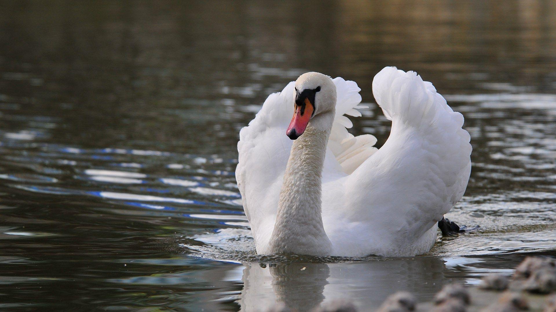 beautiful swan wallpaper. Beautiful white swan wallpaper