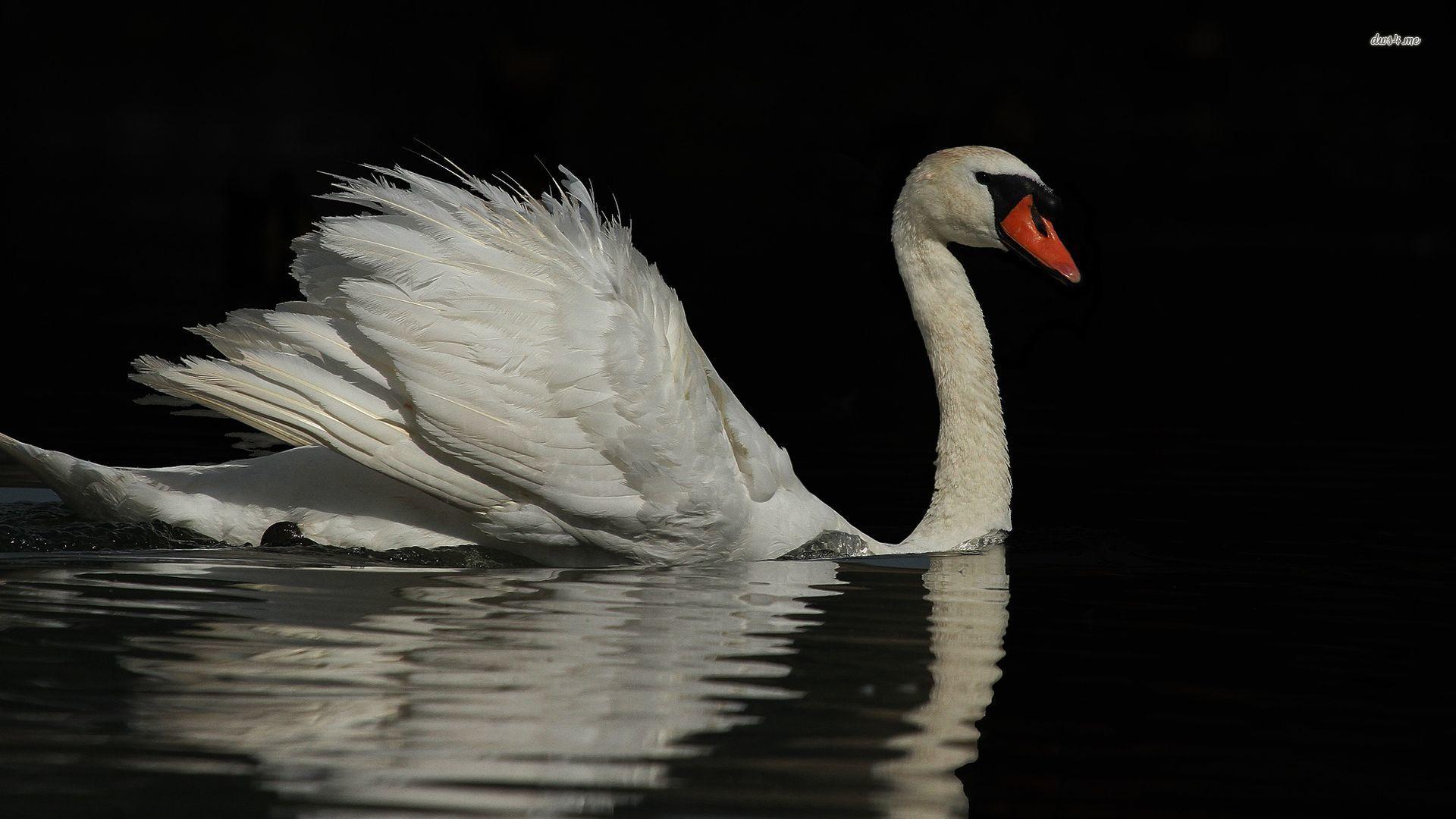 White swan on the lake wallpaper wallpaper