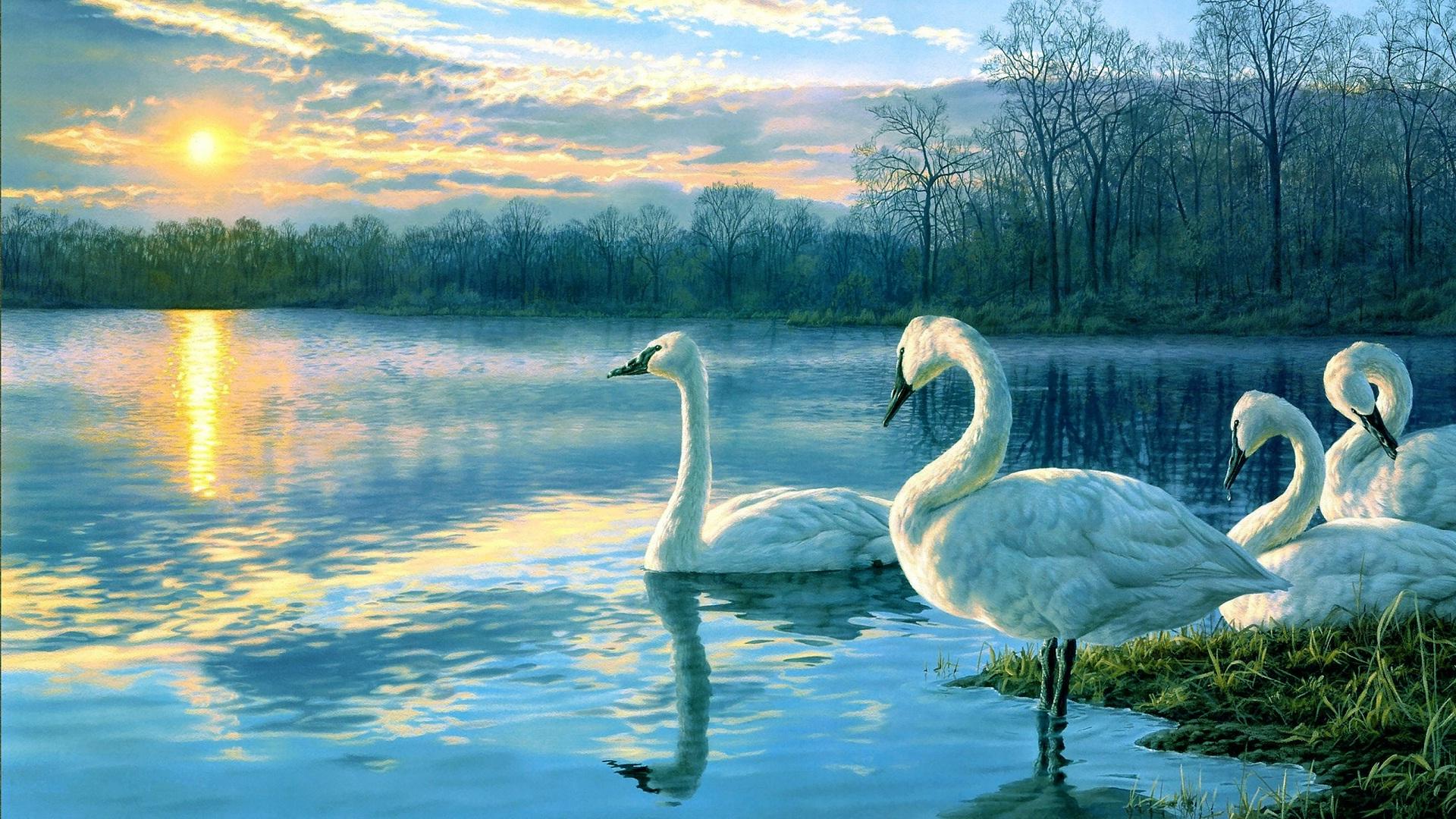 White swan in lake and sunshine wallpaper. HD Wallpaper Rocks