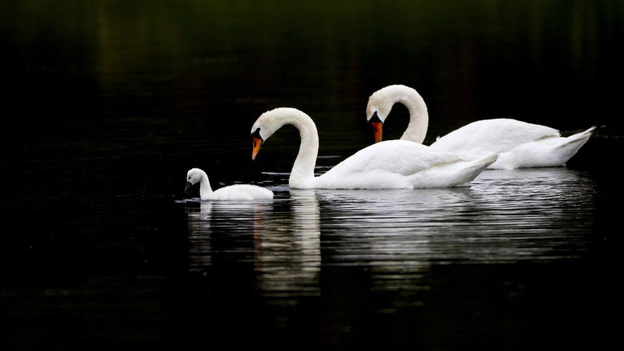 BLACK END WHITE family lake wallpaperx1080