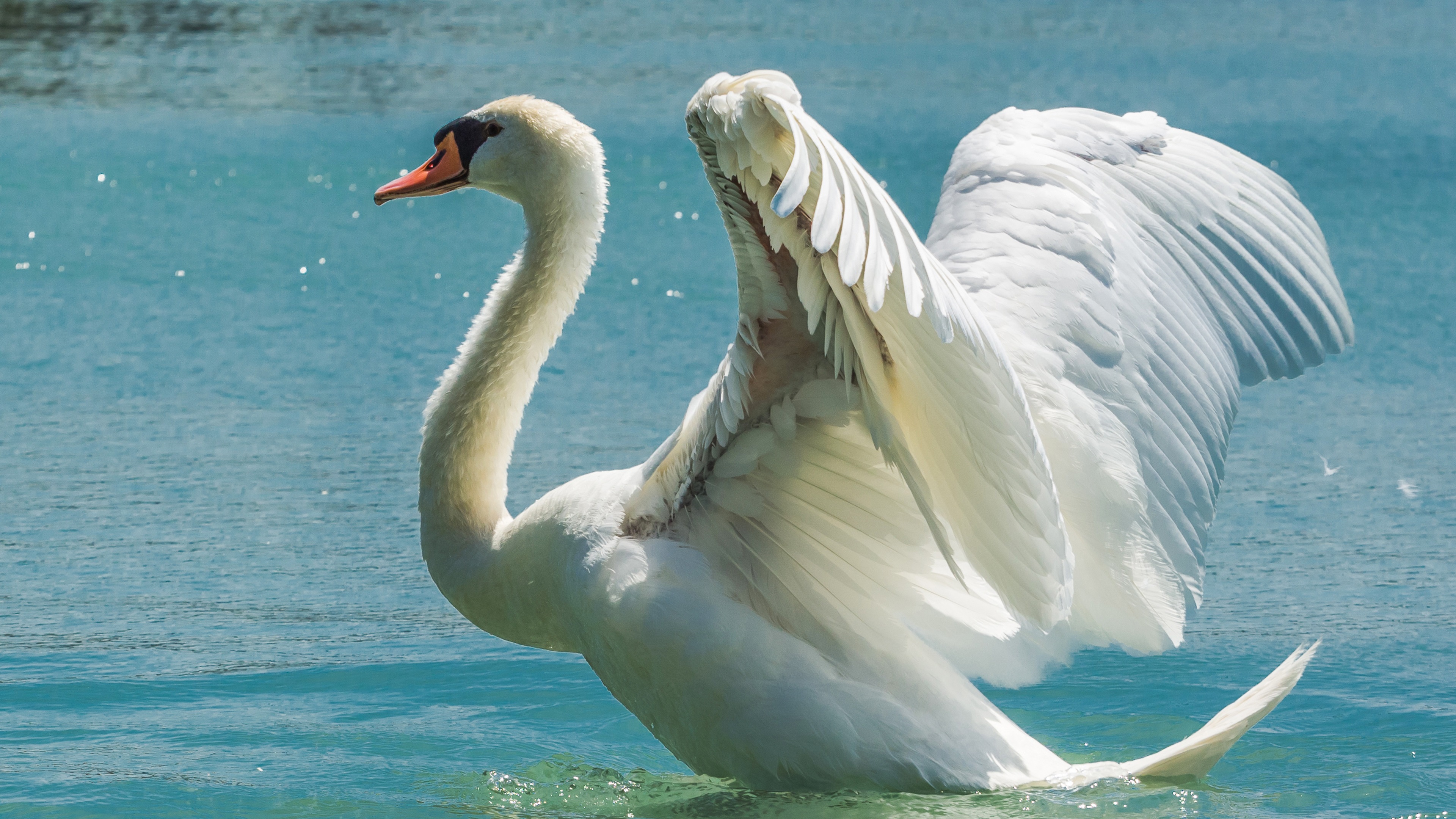Wallpaper White swan, wings, lake 3840x2160 UHD 4K Picture, Image