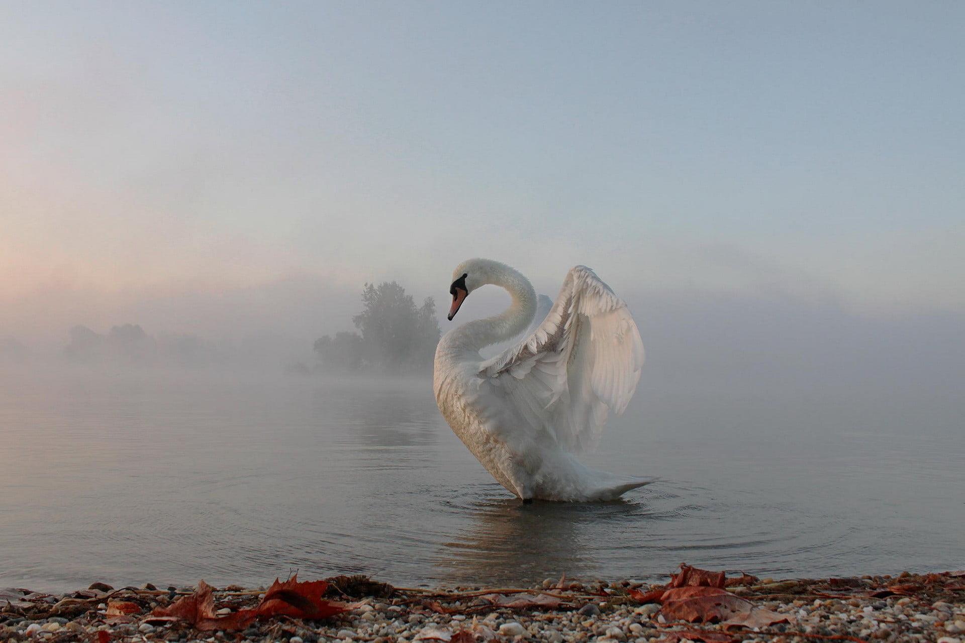 Swan Lake Wallpapers - Wallpaper Cave