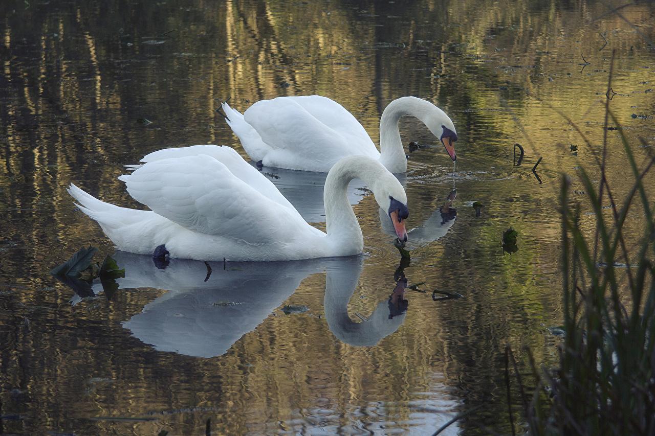 Wallpaper Birds Swans Two White Lake Animals