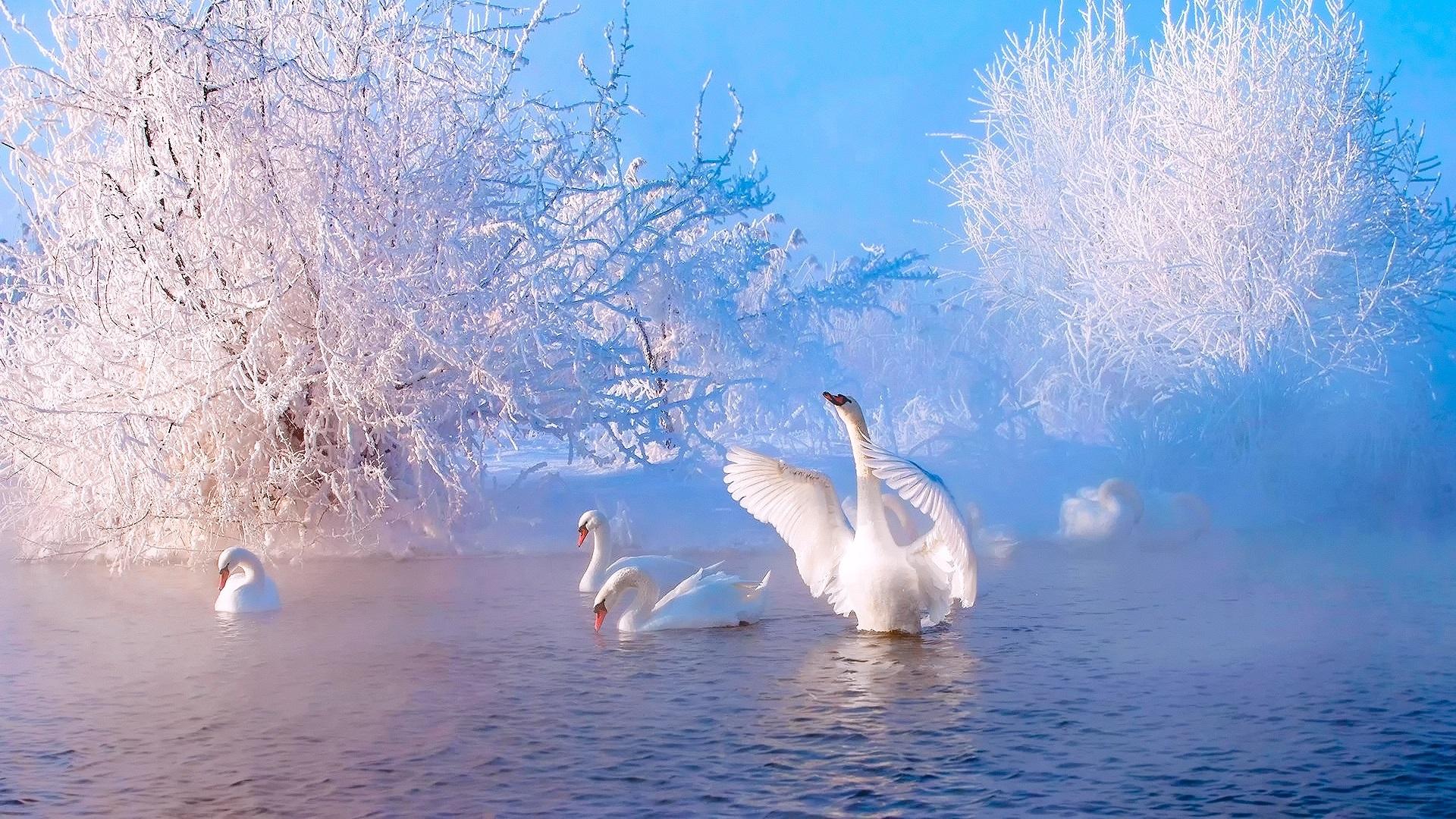Wallpaper Beautiful winter morning, lake, trees, snow, white swans