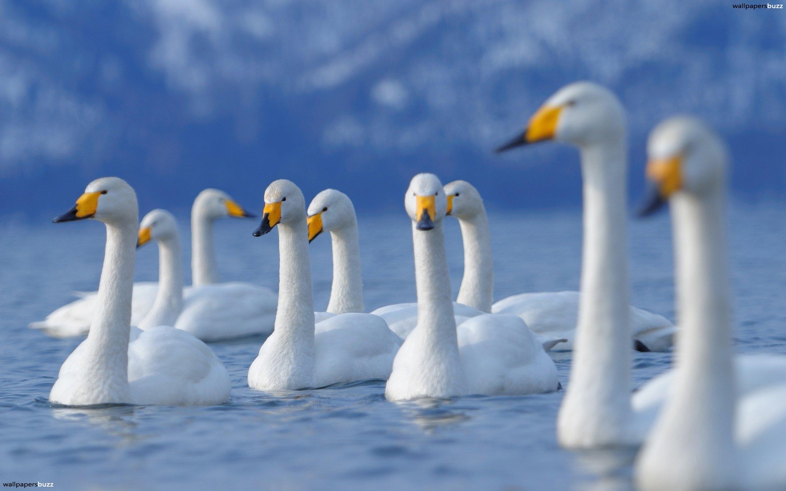 Swans on the lake HD Wallpaper