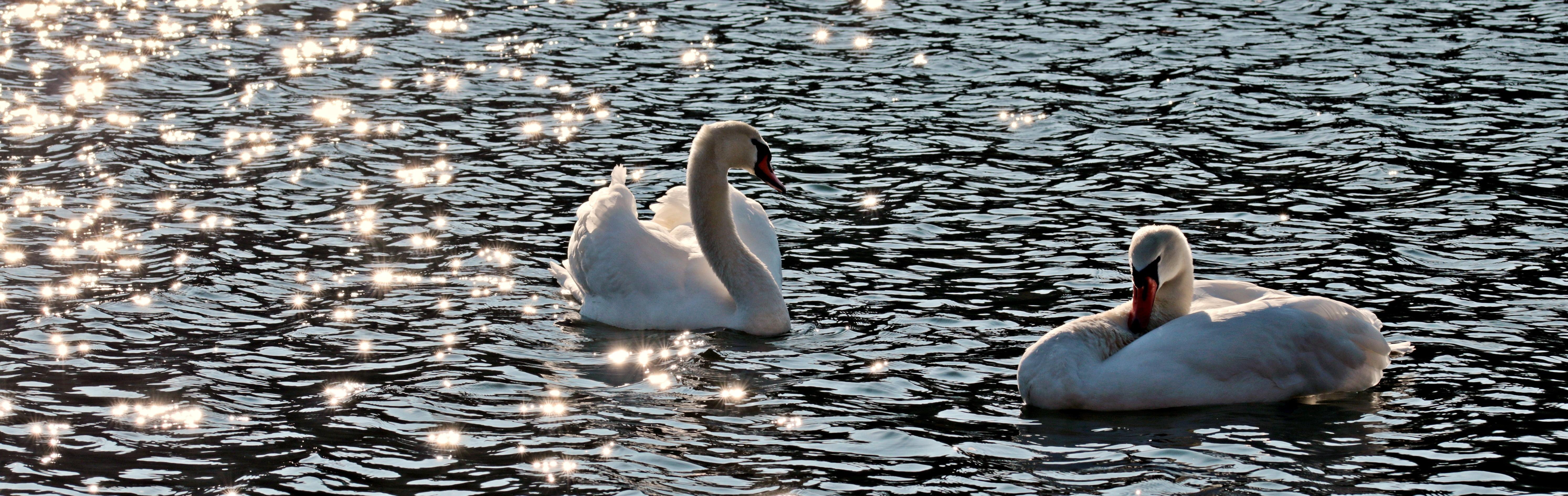 White Swans on lake HD wallpaper