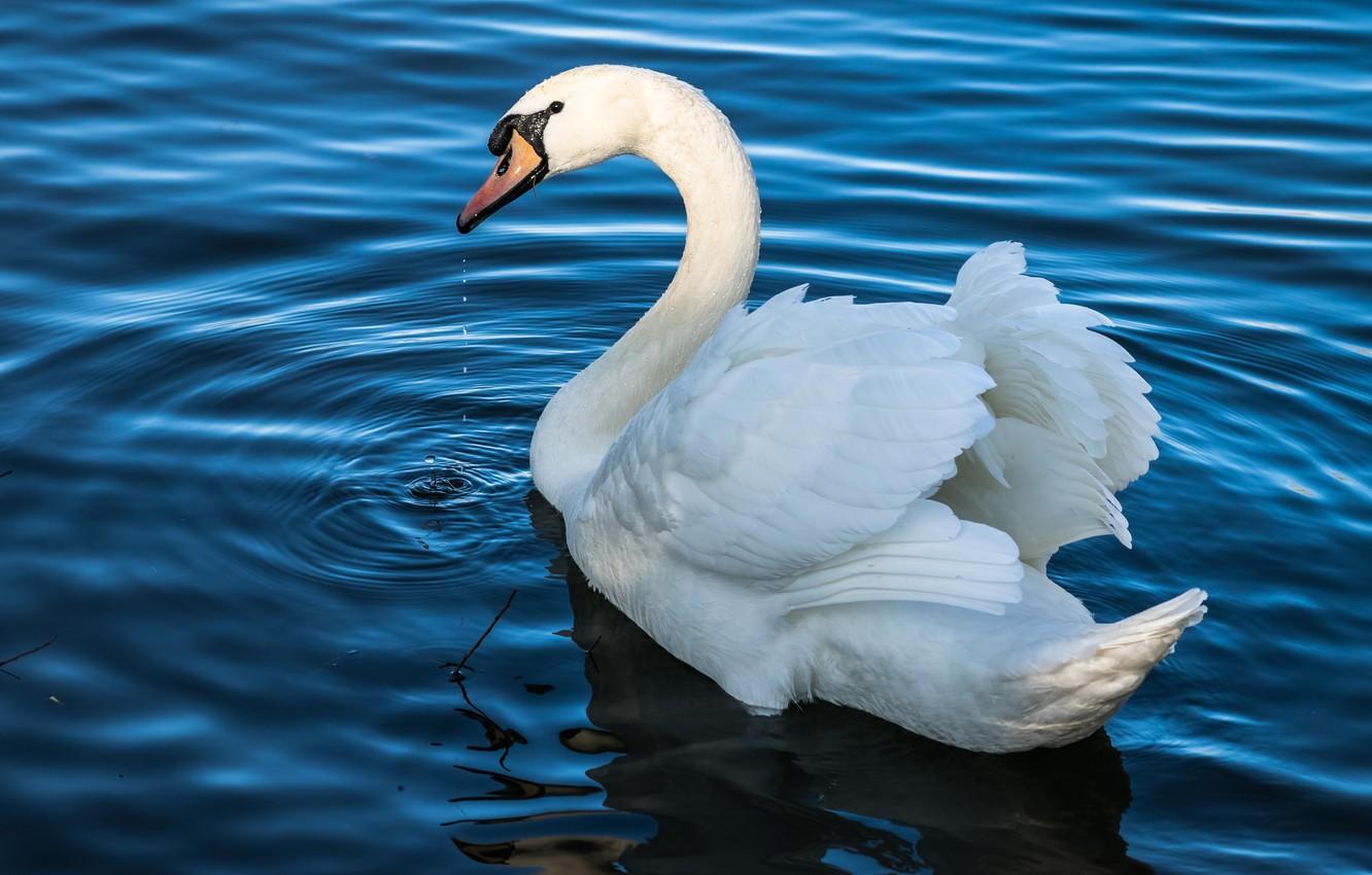 Wallpaper white, water, drops, light, lake, pond, bird, wings