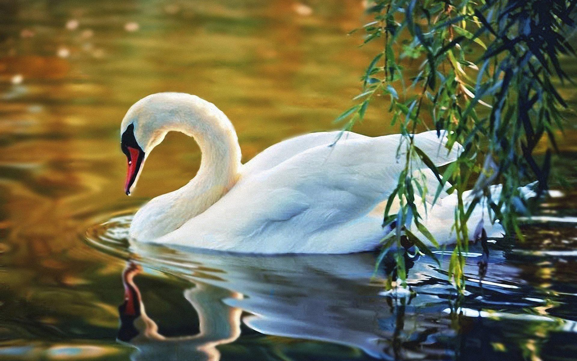 White Swan On The Lake Wallpapers - Wallpaper Cave