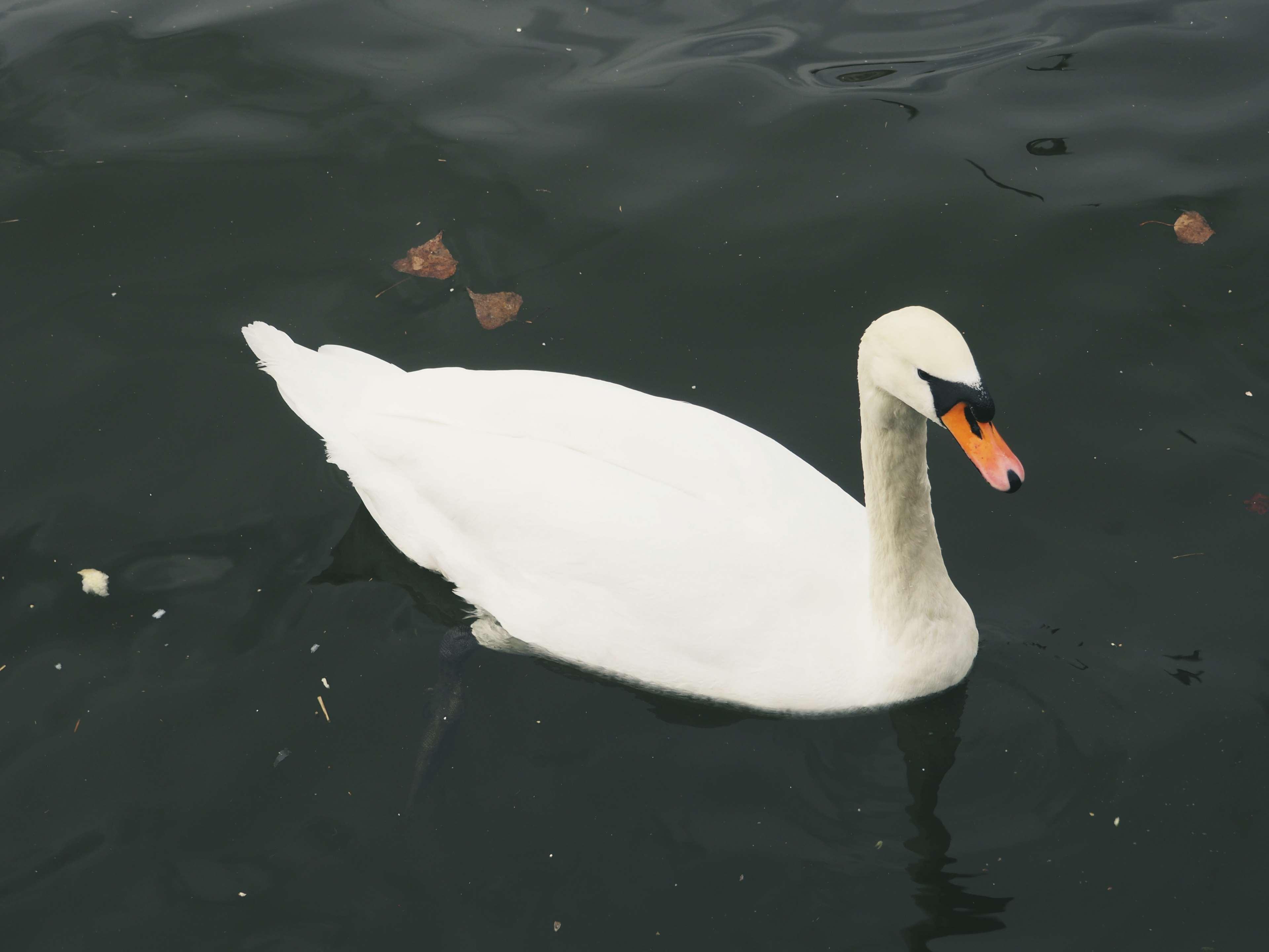 animal, bird, lake, nature, swan, swimming, water, white 4k