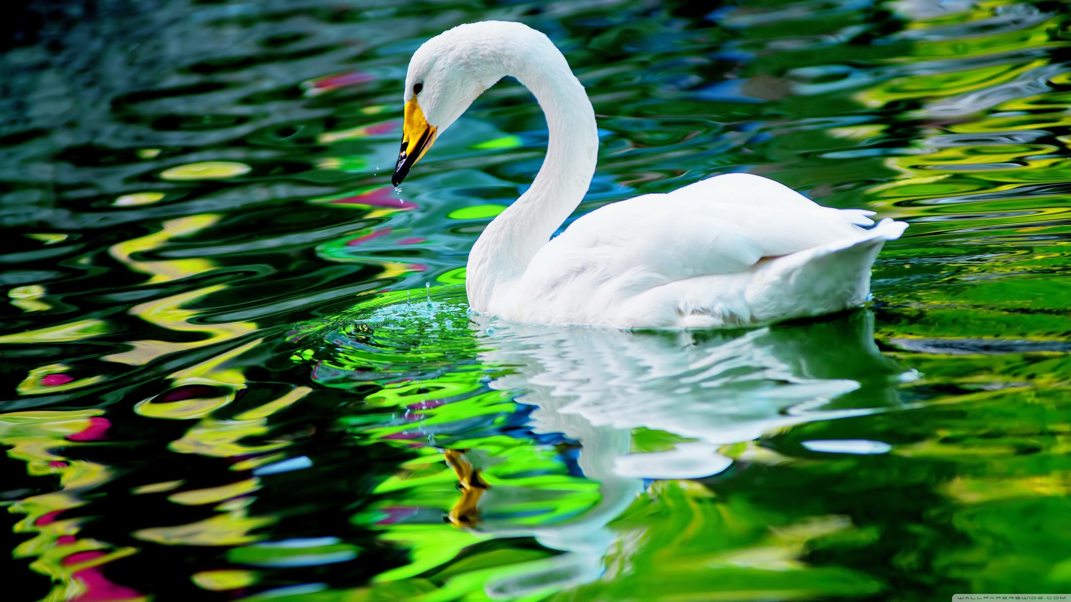 White Swan On The Lake Wallpapers - Wallpaper Cave