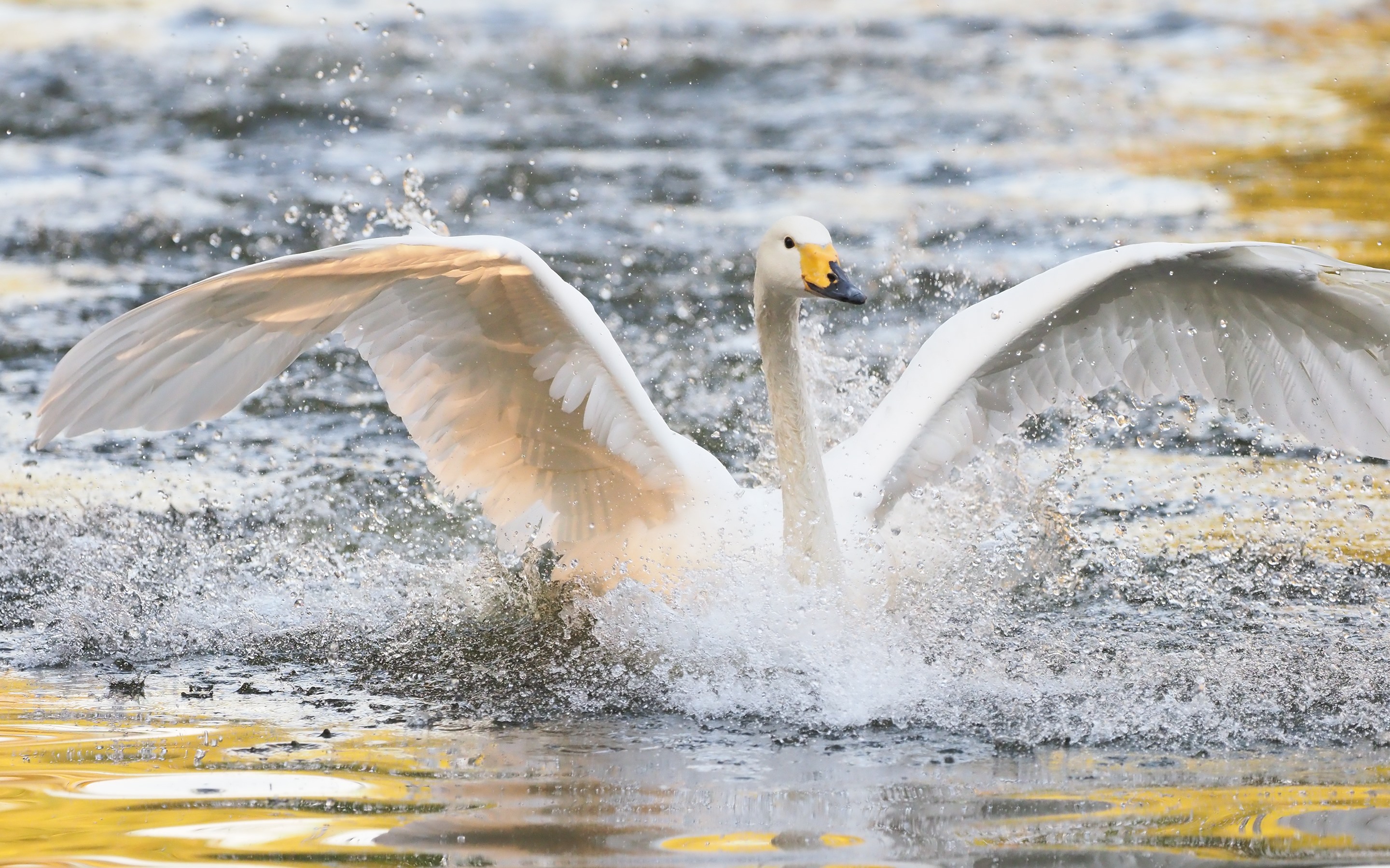 Wallpaper White swan open wings, water splash, lake 2880x1800 HD
