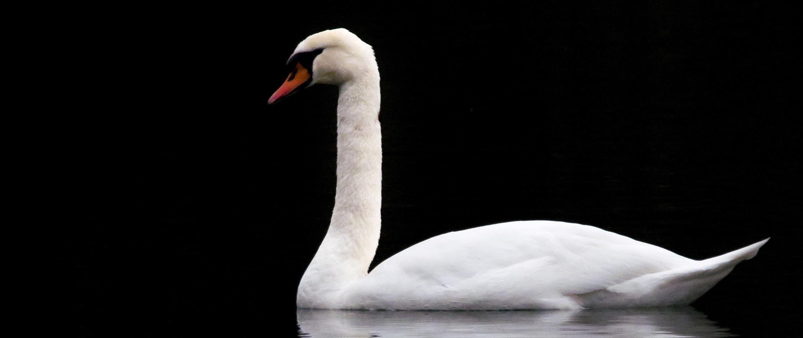 Download wallpaper 2560x1080 swan, white, lake, reflection, black