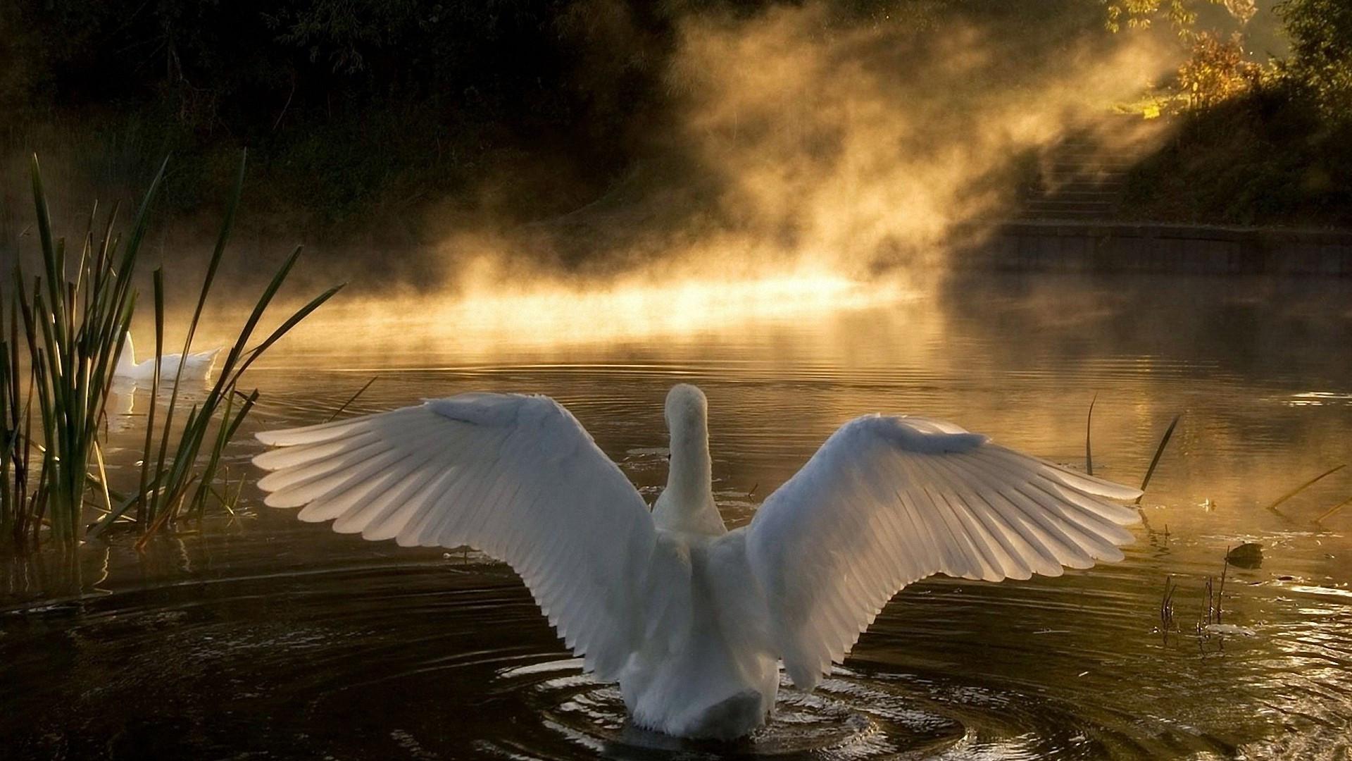 White Swan Cool Desktop Wallpaper Stock Wallpaper