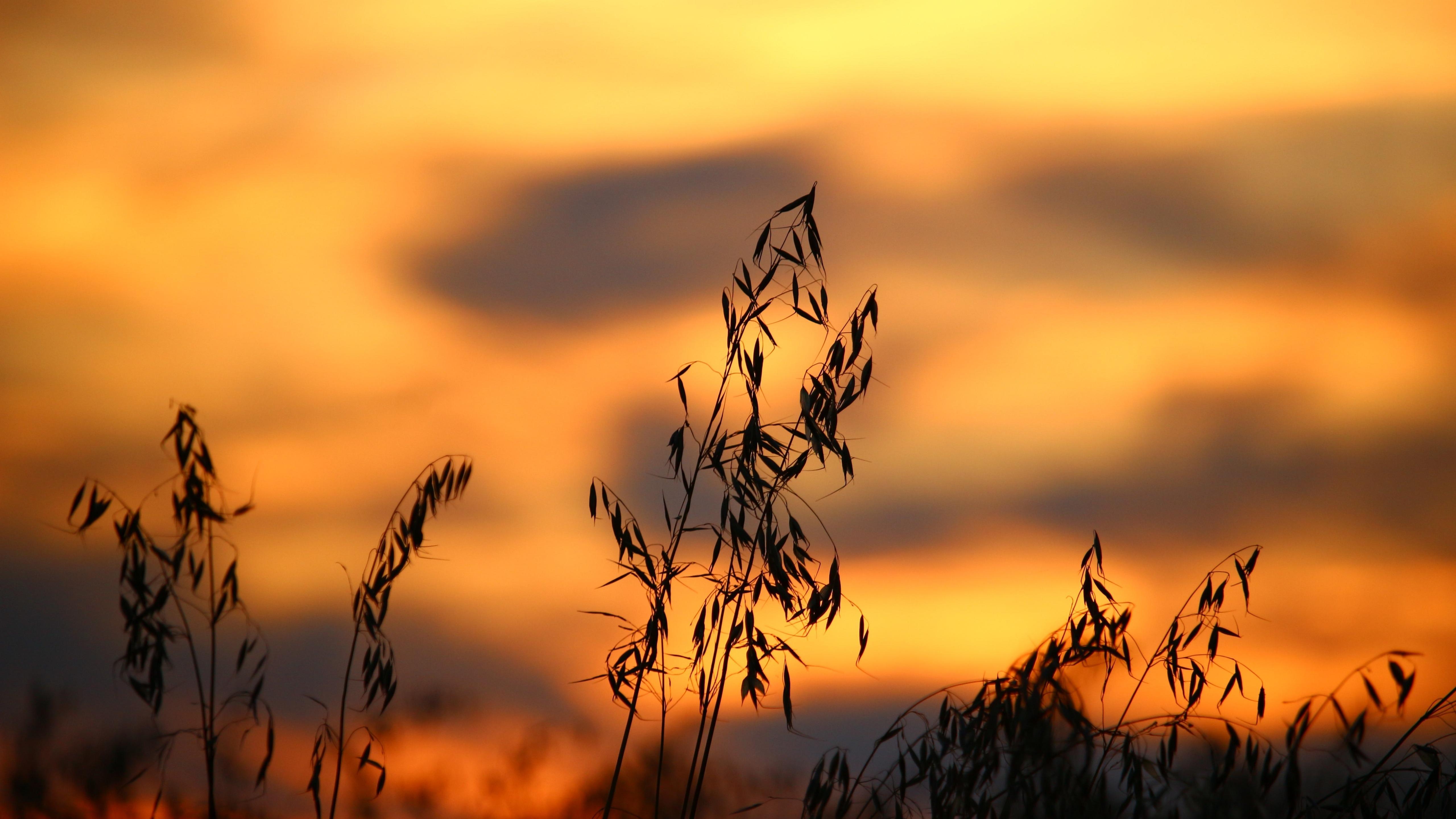 Grass Silhouette In The Sunset 5K UltraHD Wallpaper