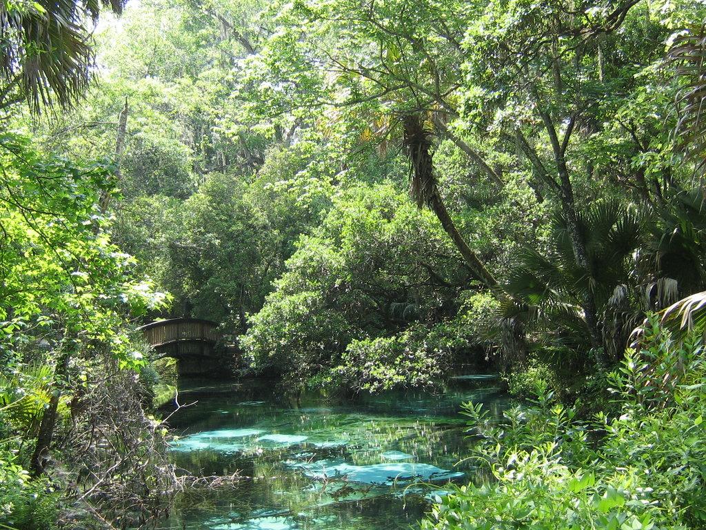 Juniper Springs Wallpapers - Wallpaper Cave
