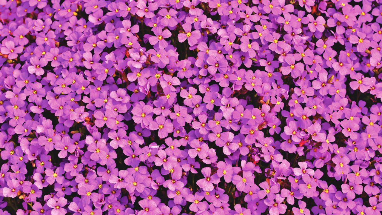 Wallpaper Aubrieta flowers, Violet, Blossom, Purple, Bloom, 4K, 5K