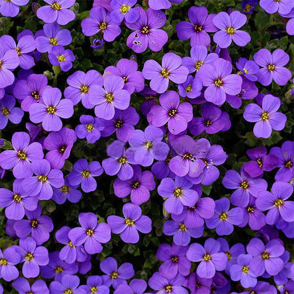 pcs Cascade Purple Aubrieta Flower Seeds Perennial Ground Cover