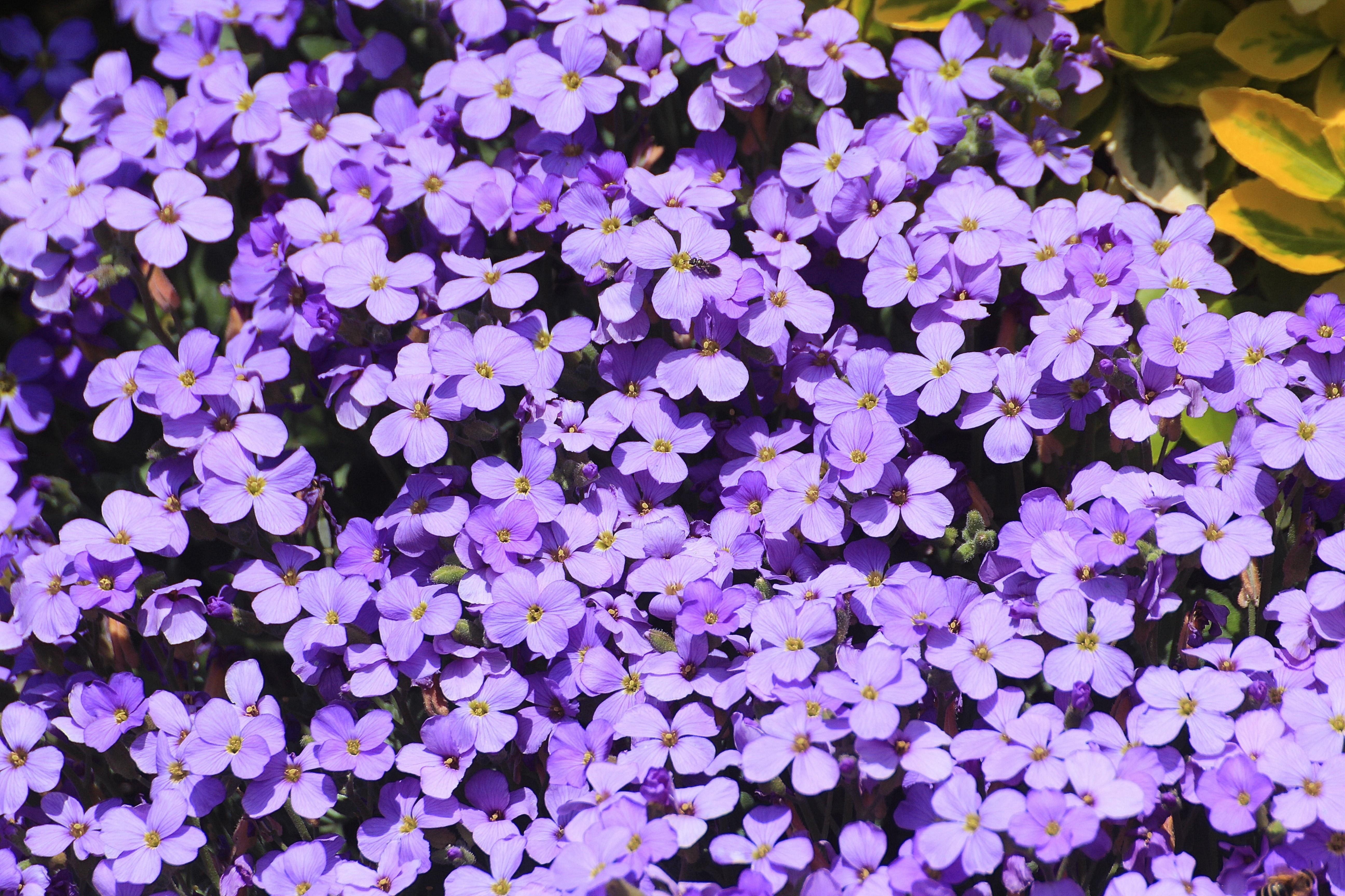 purple petaled flowers free image