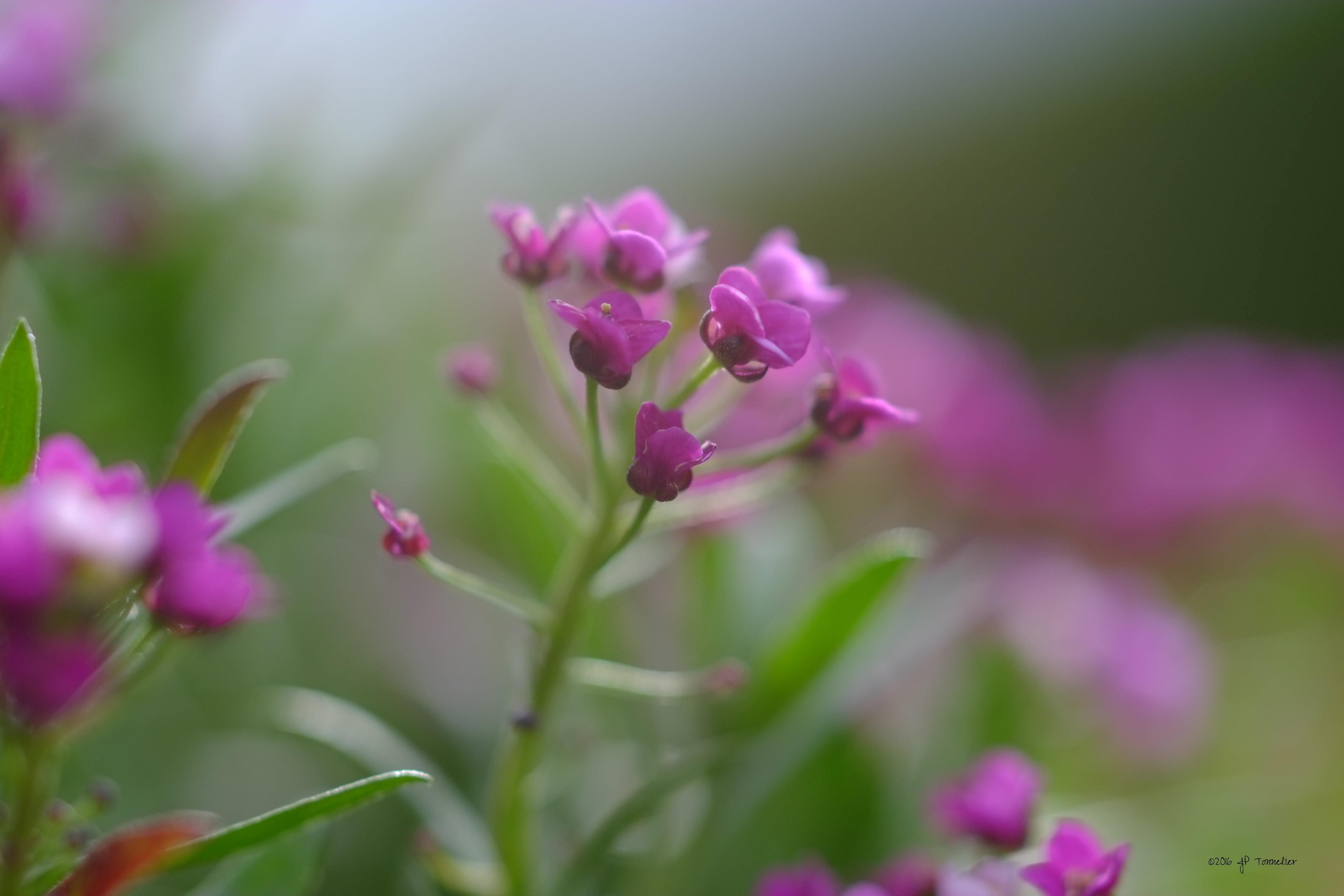 Selective focus photo of purple petaled flowers during daytime