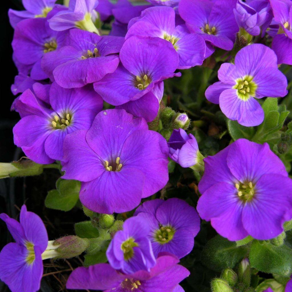 aubrieta blue aubretia kitte gracilis plants purple wallpapers flowers deal special pack three enlarge zoom click