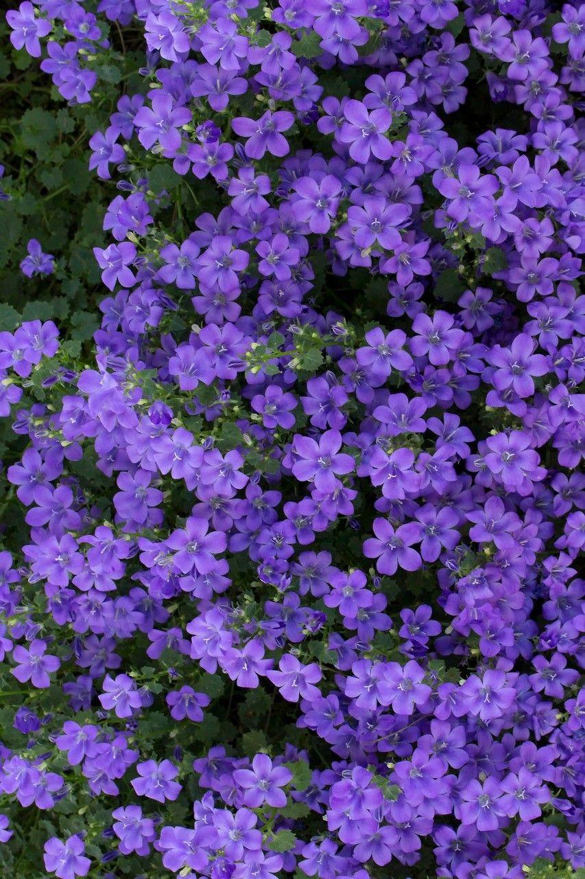Beauty in purple. La La Lavender. Flower wallpaper, Flowers