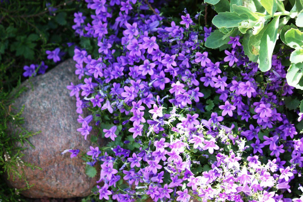 Aubrieta Wallpaper High Quality