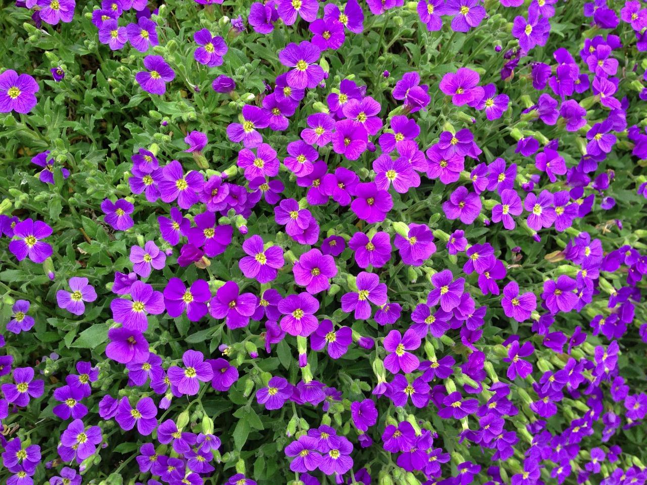 Aubrieta, blue pillow, violet, stone garden, spring