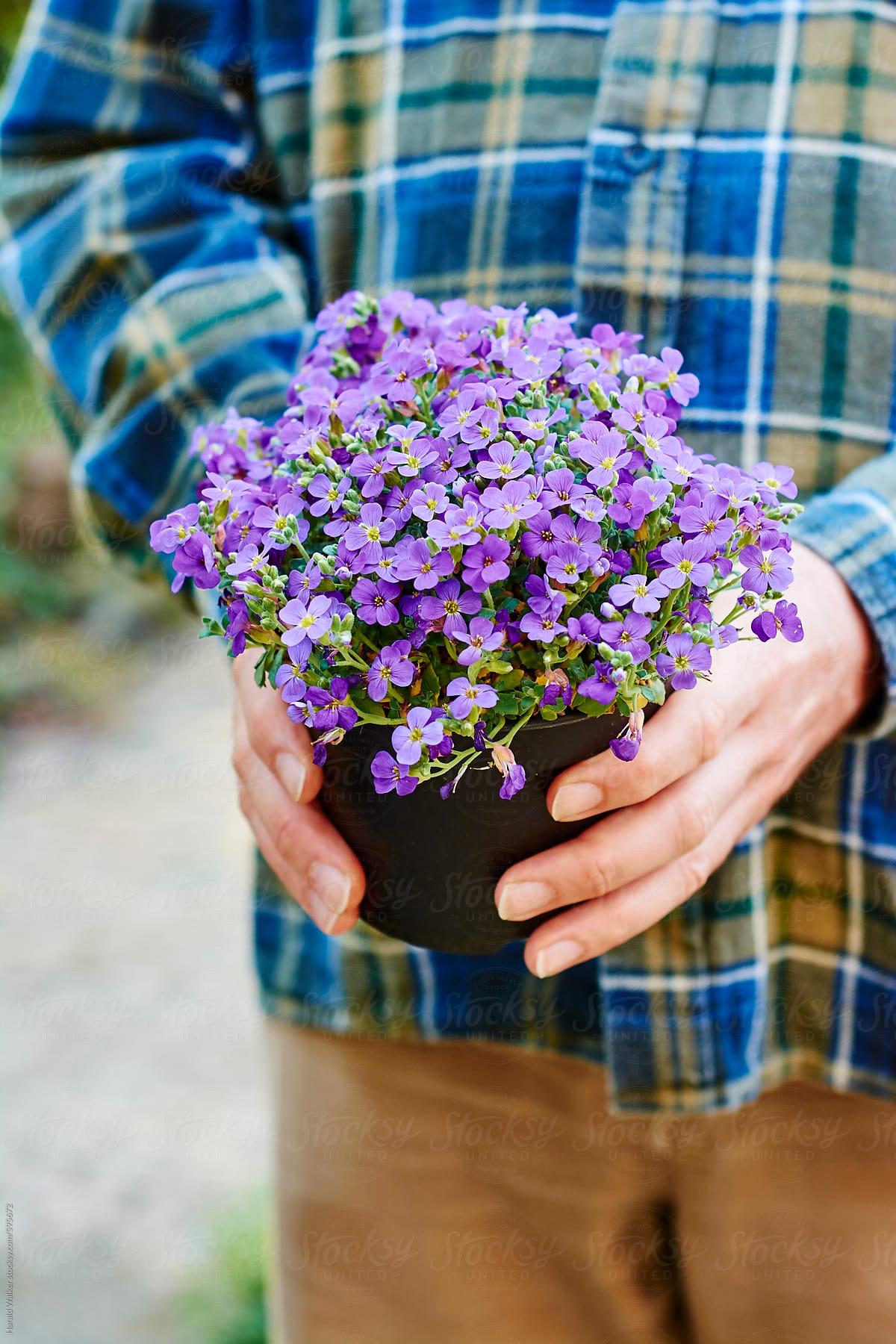 Aubrieta Flower In Pot