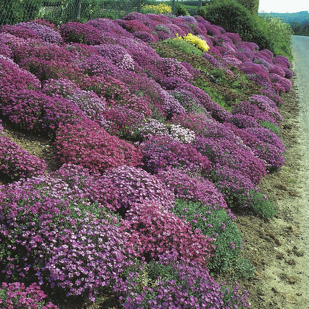 Johnsons Aubrieta Cascade Mix Seeds