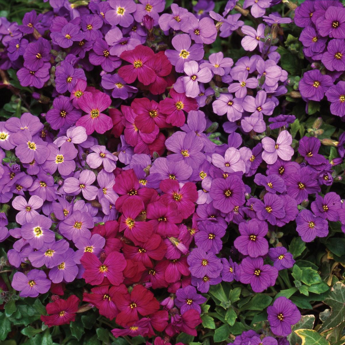 Gardening Direct Aubretia Royal Mix Plants