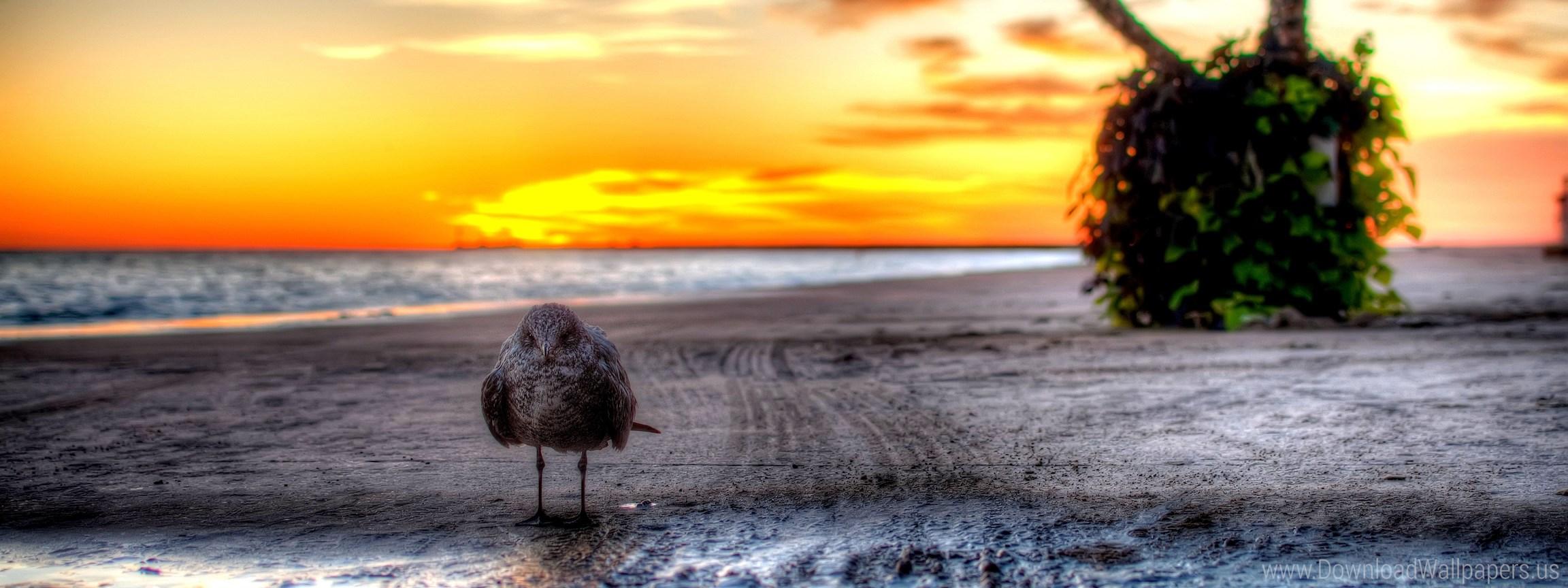 Download Dual Screen Wide 2304x864 Sunset Wallpaper