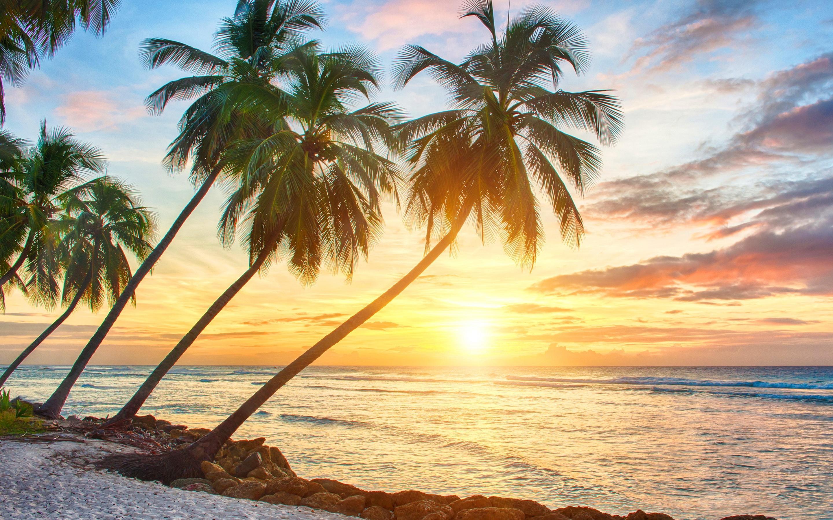 Tropical Sunset Wallpaper, Picture