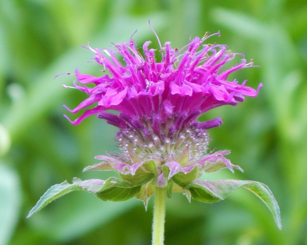 Flowers Bee Balm Wallpapers - Wallpaper Cave