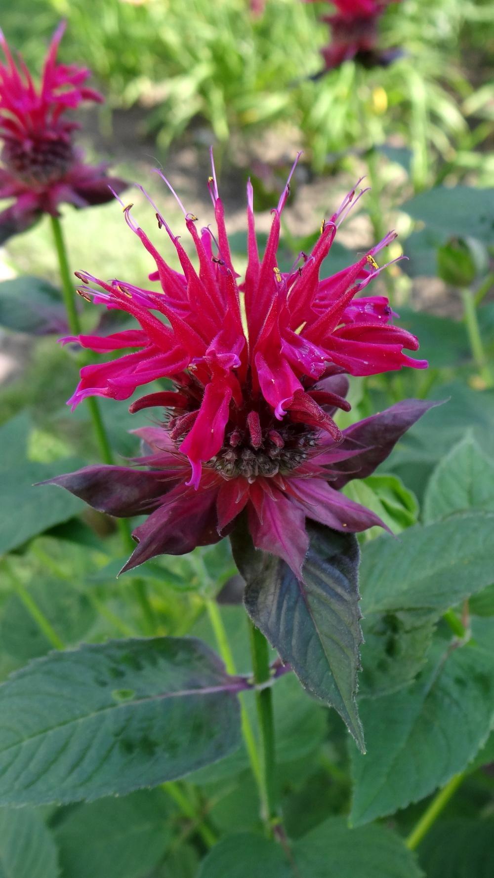 Flowers Bee Balm Wallpapers - Wallpaper Cave