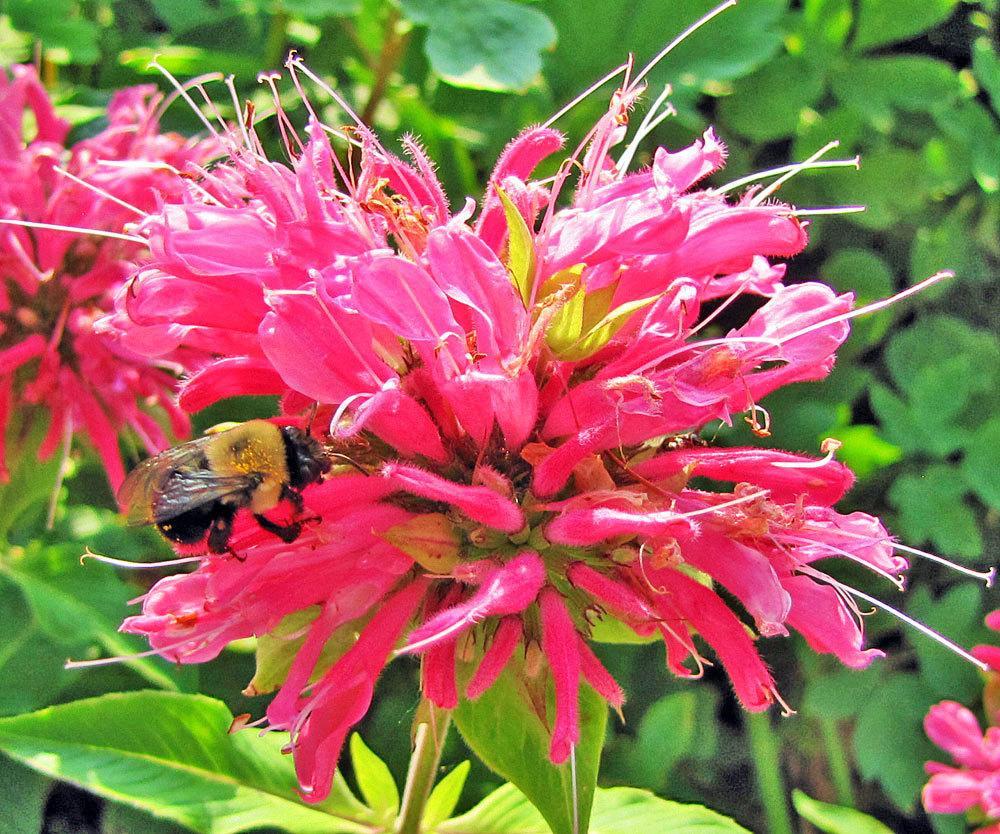Flowers Bee Balm Wallpapers - Wallpaper Cave