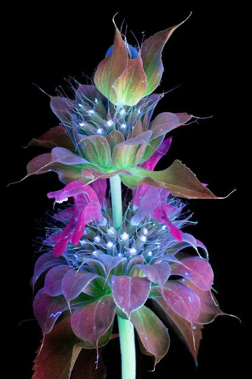 Bee Balm Flower × Ultraviolet Induced Visible Fluorescence × Craig P