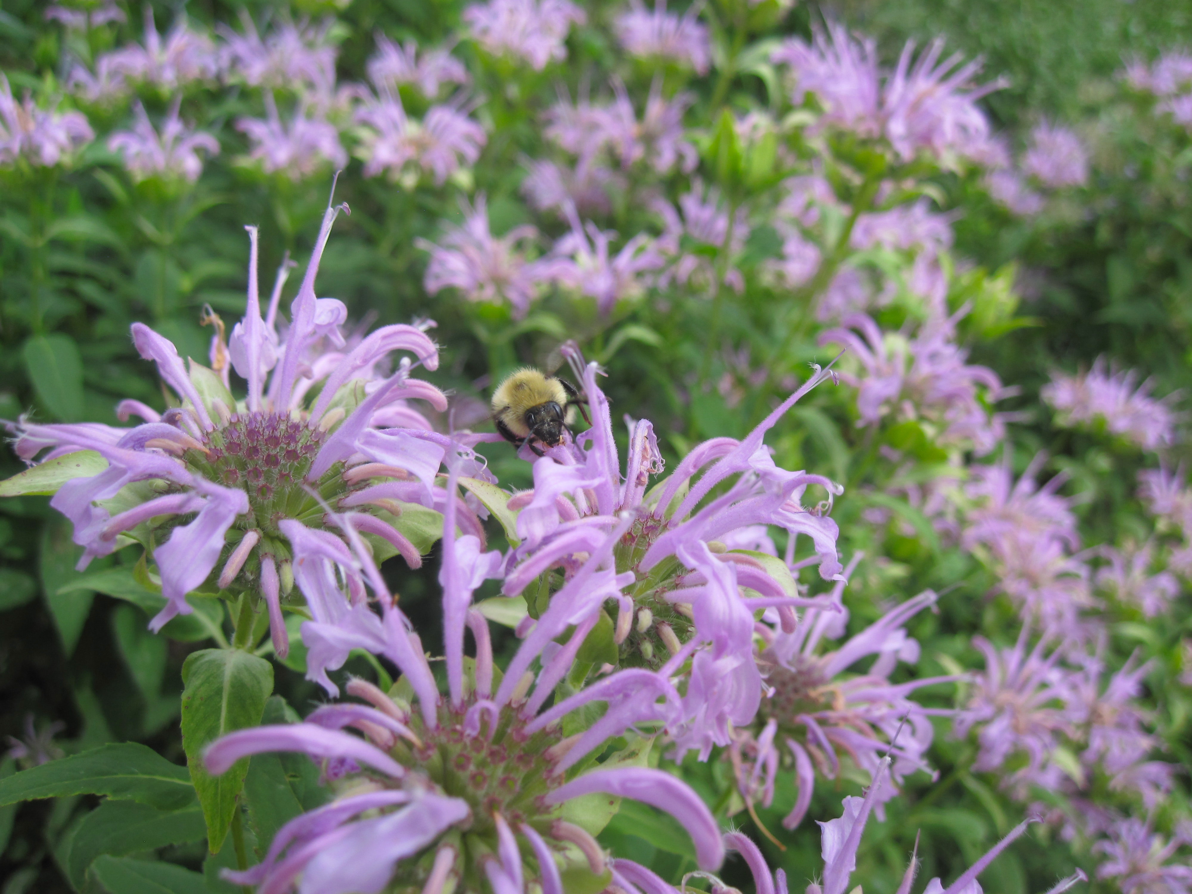 Free of bee, bee balm, flowers