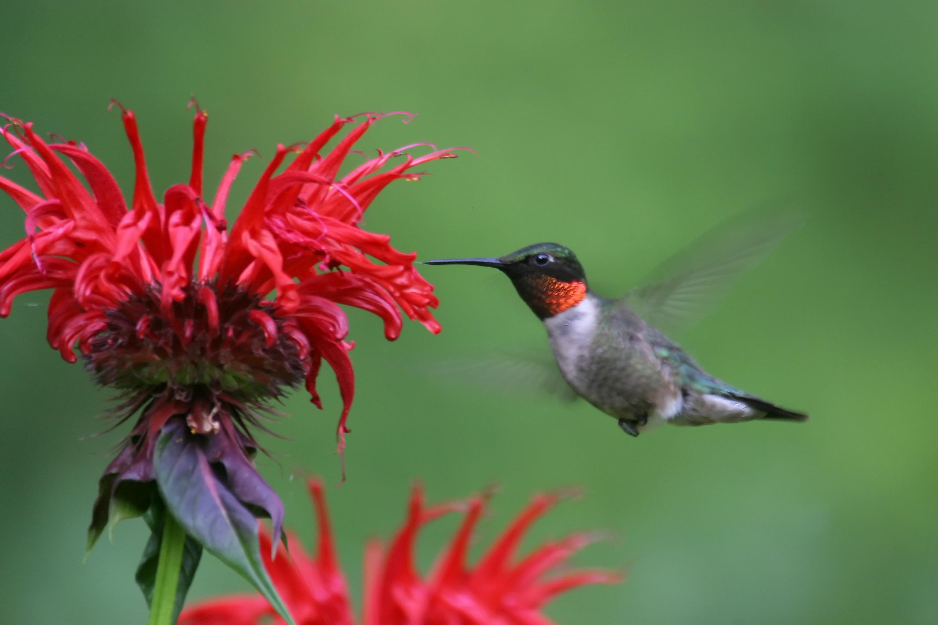 Ruby Throated Hummingbirds And Flowers HD Wallpaper, Background Image