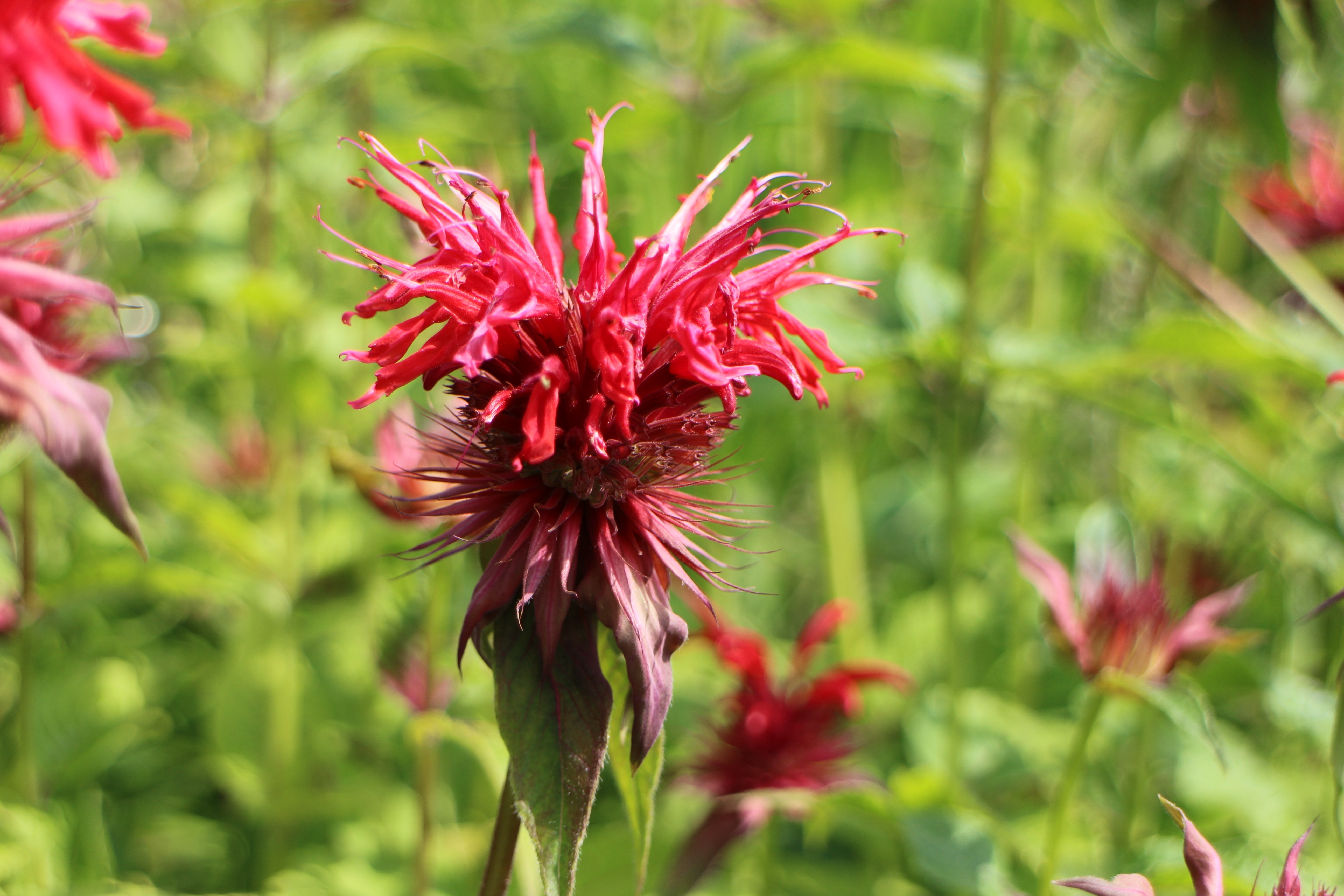 Flowers Bee Balm Wallpapers - Wallpaper Cave