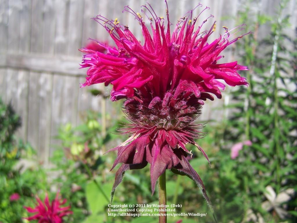 Flowers Bee Balm Wallpapers - Wallpaper Cave