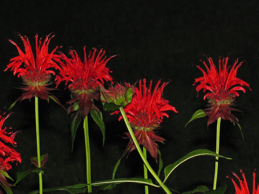Bee Balm At Night. This Is A Night Shot Of Bee Balm In My G