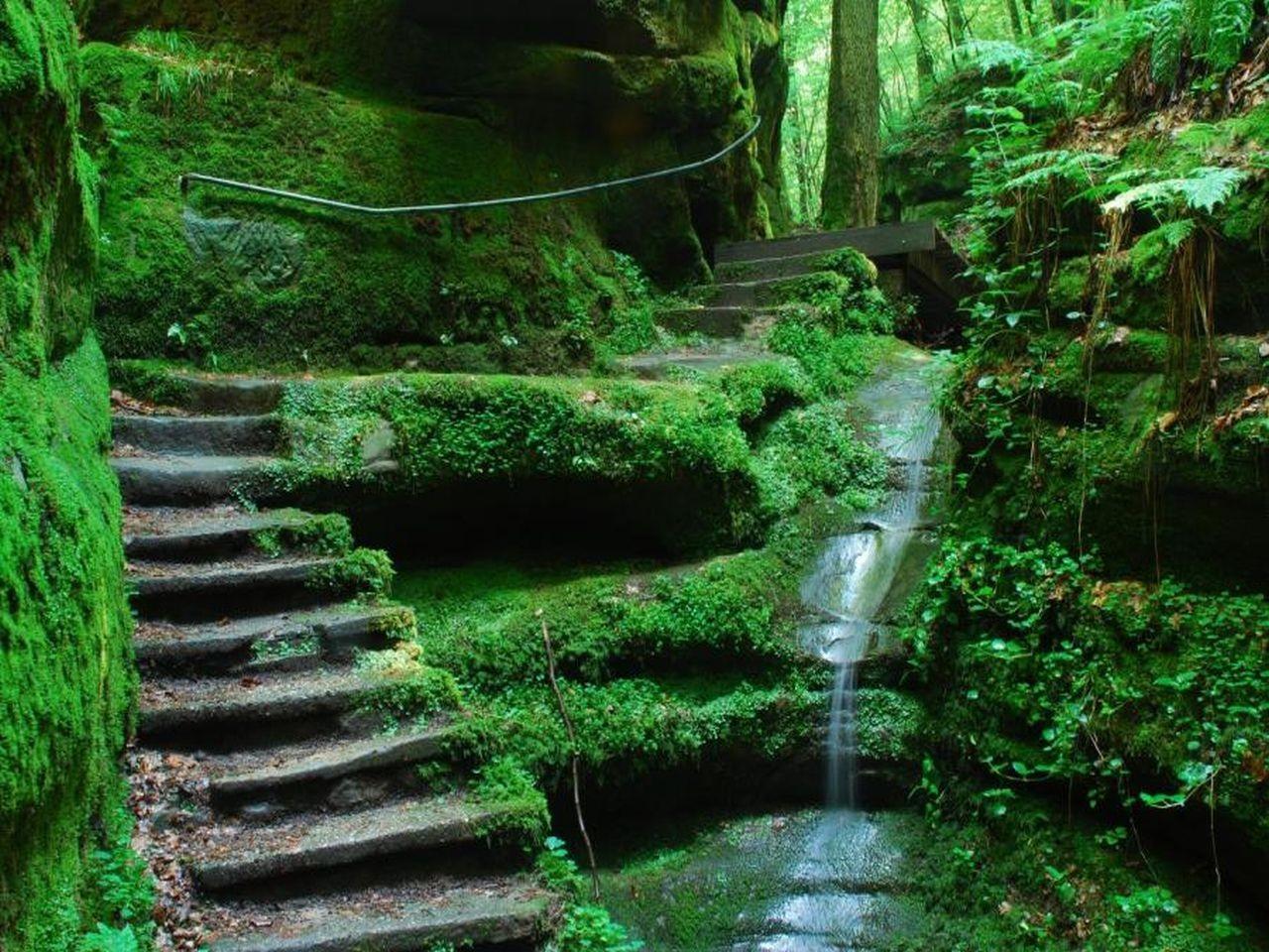 Waterfalls: Paradise Greenery Forest Steps Waterfall Wallpaper