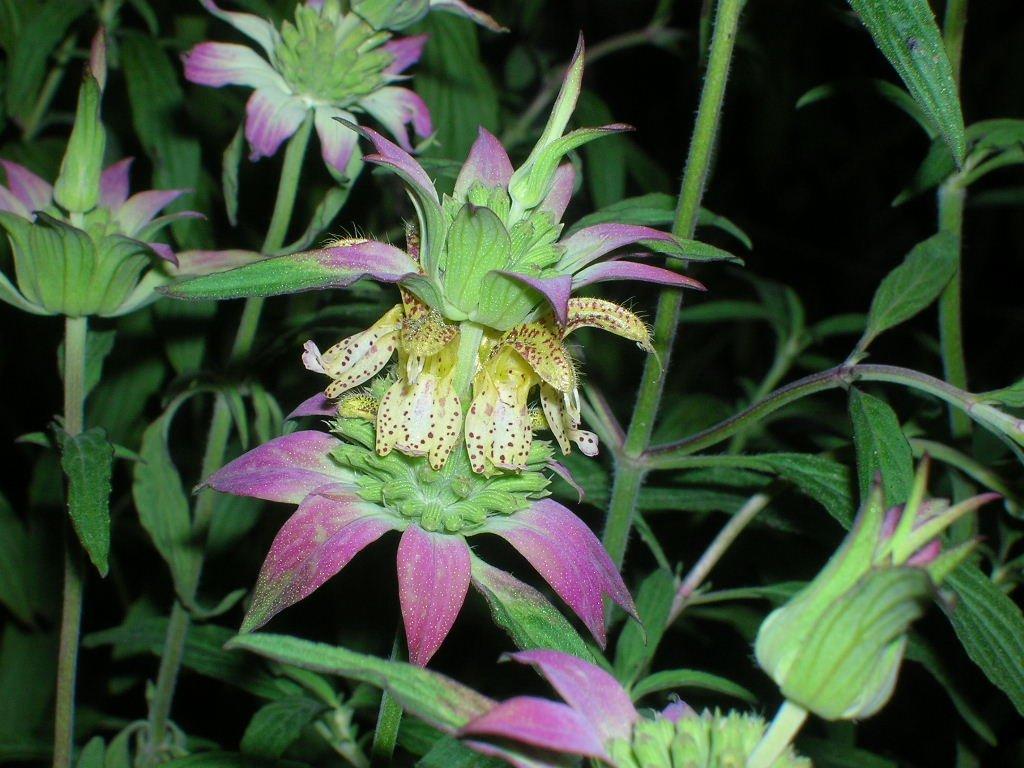 Amazon.com, 100 SPOTTED BEE BALM Monarda Punctata Flower Herb