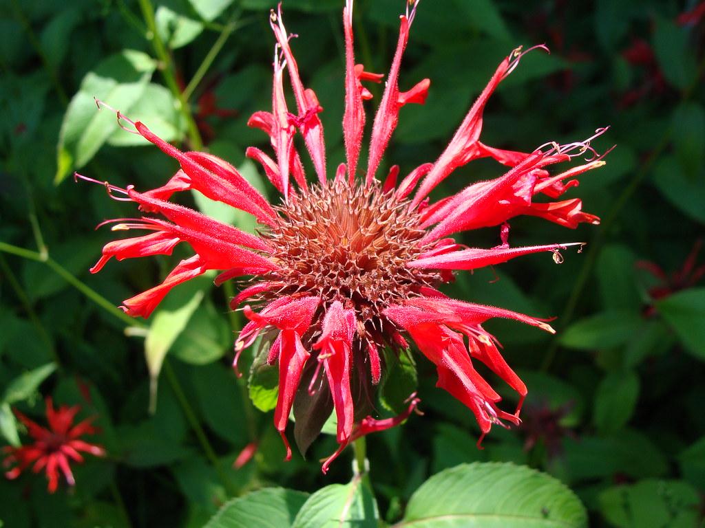 Bee balm flowers, NC 181. I found this growing along a road