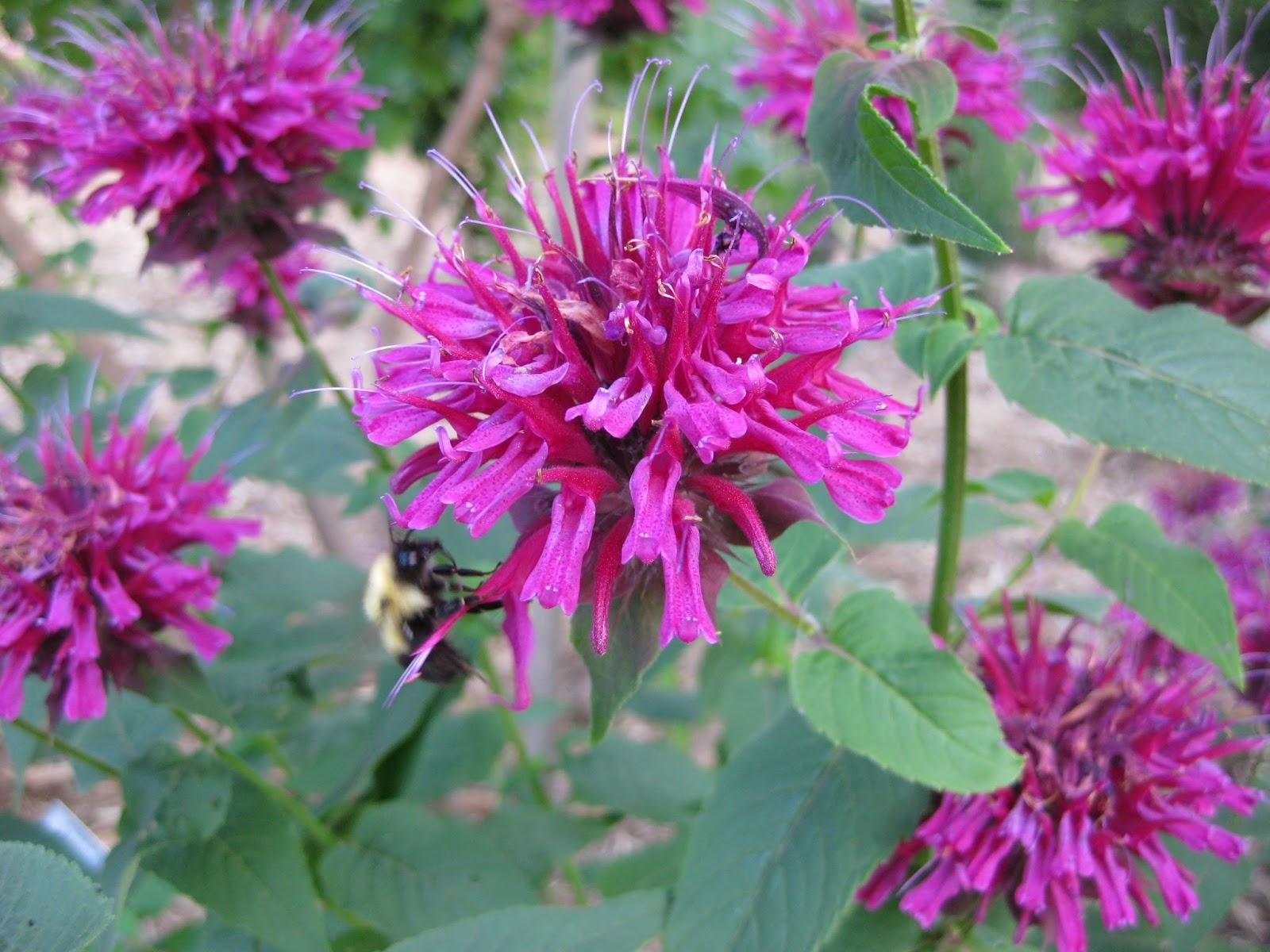 Flowers Bee Balm Wallpapers - Wallpaper Cave